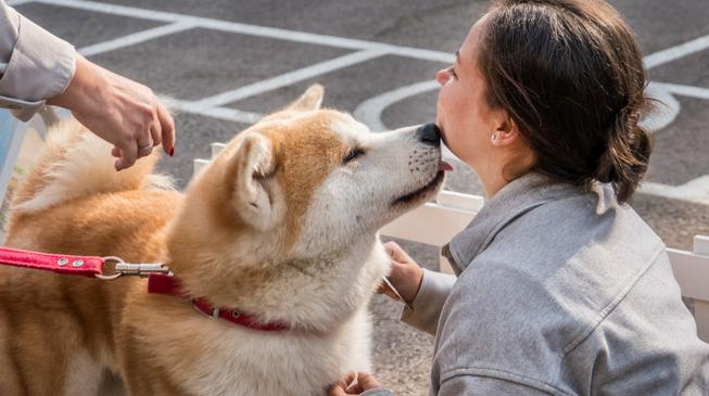Праздник зубастых друзей