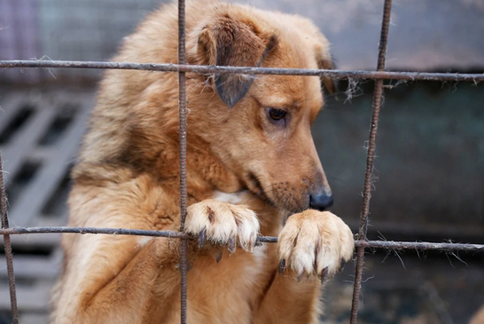 Конец несложившейся «эры милосердия» 